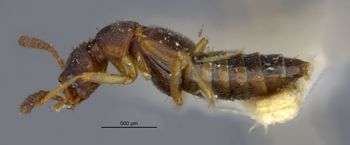 Media type: image;   Entomology 6579 Aspect: habitus lateral view